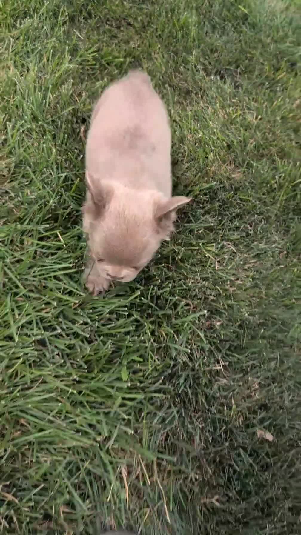 French Bulldog dogs for sale: Stella - Video 1