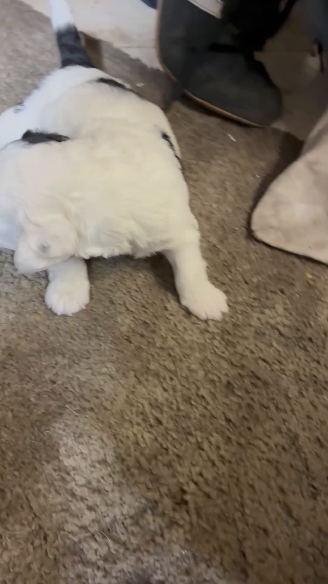 Havapoo dogs for sale:  Puppy 3 - Video 1