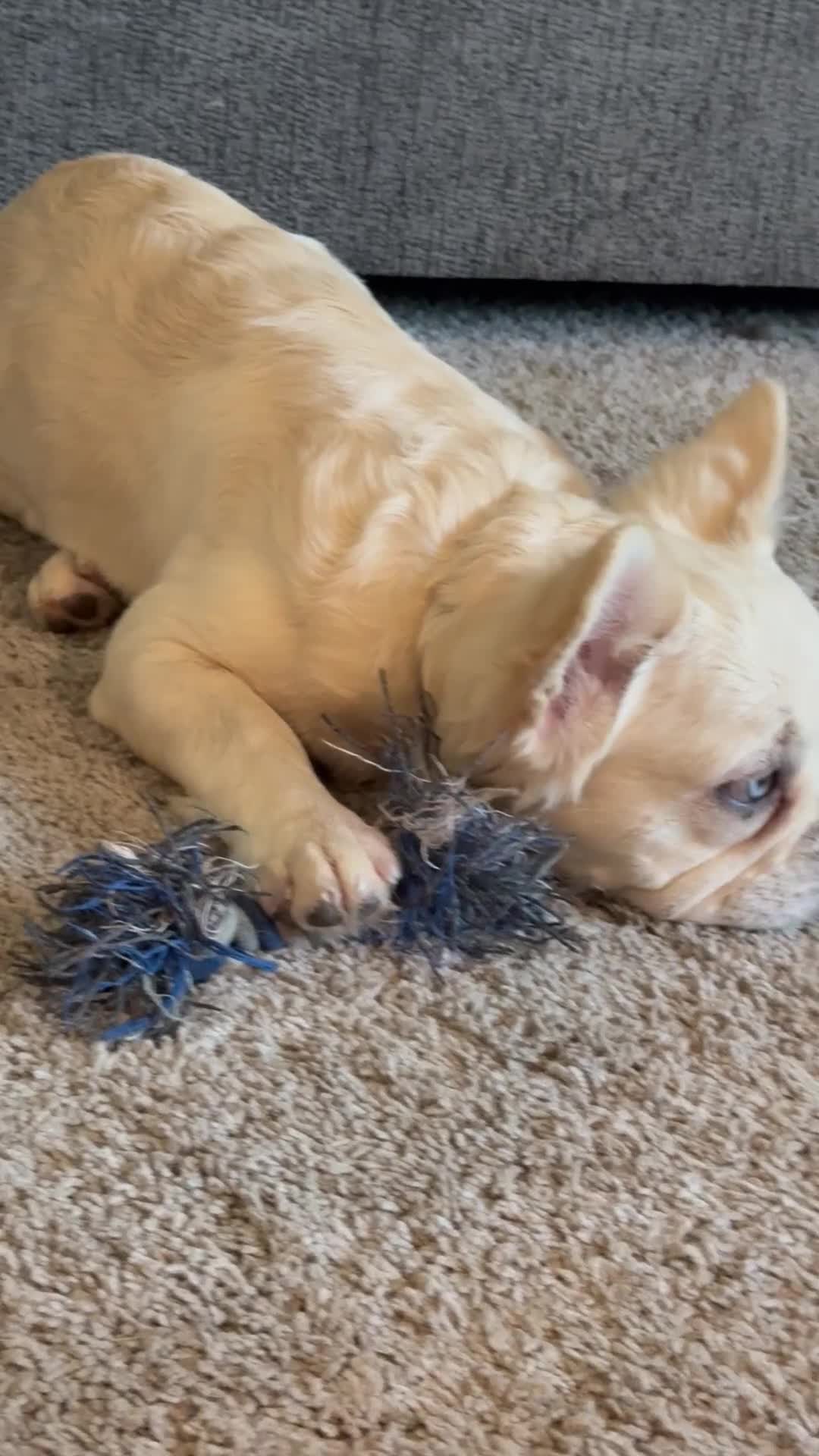 French Bulldog dogs for sale: Pluto- cream Merle 1 blue eye - Video 1
