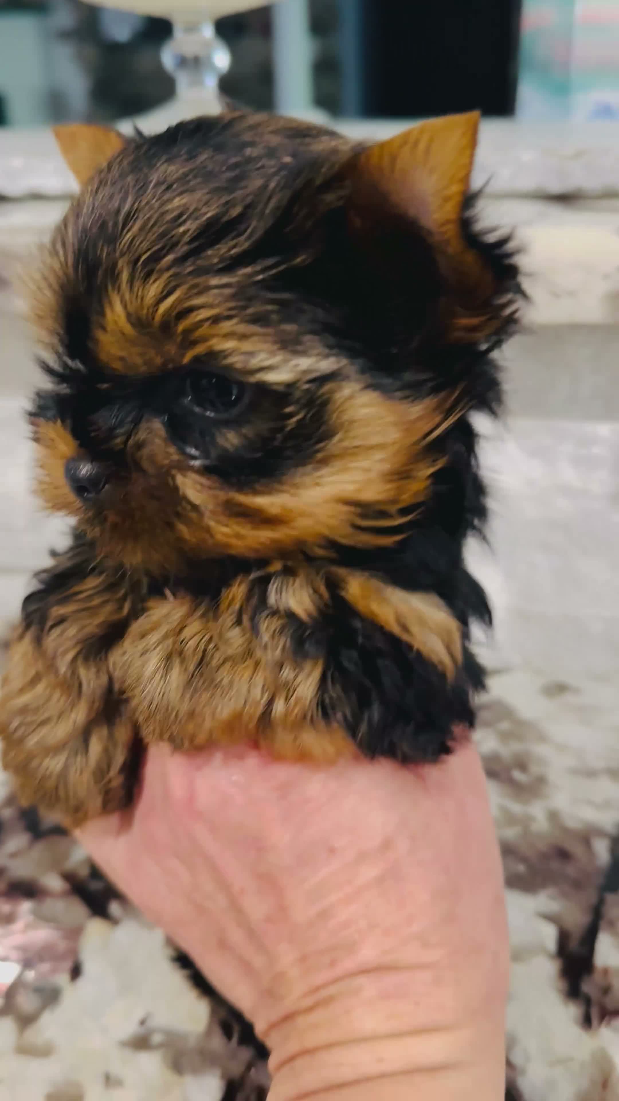 Yorkshire Terrier dogs for sale: Ace - Video 2