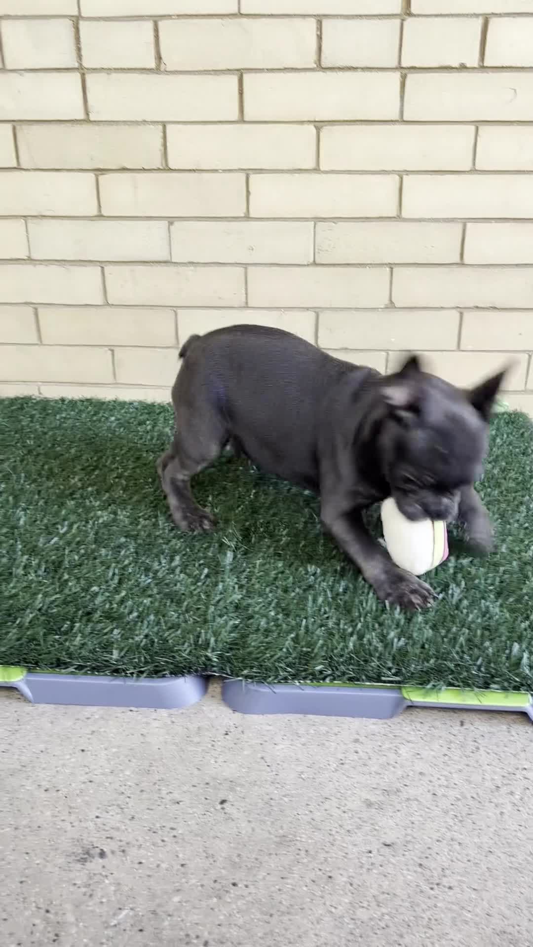 French Bulldog dogs for sale: Dash - Video 1