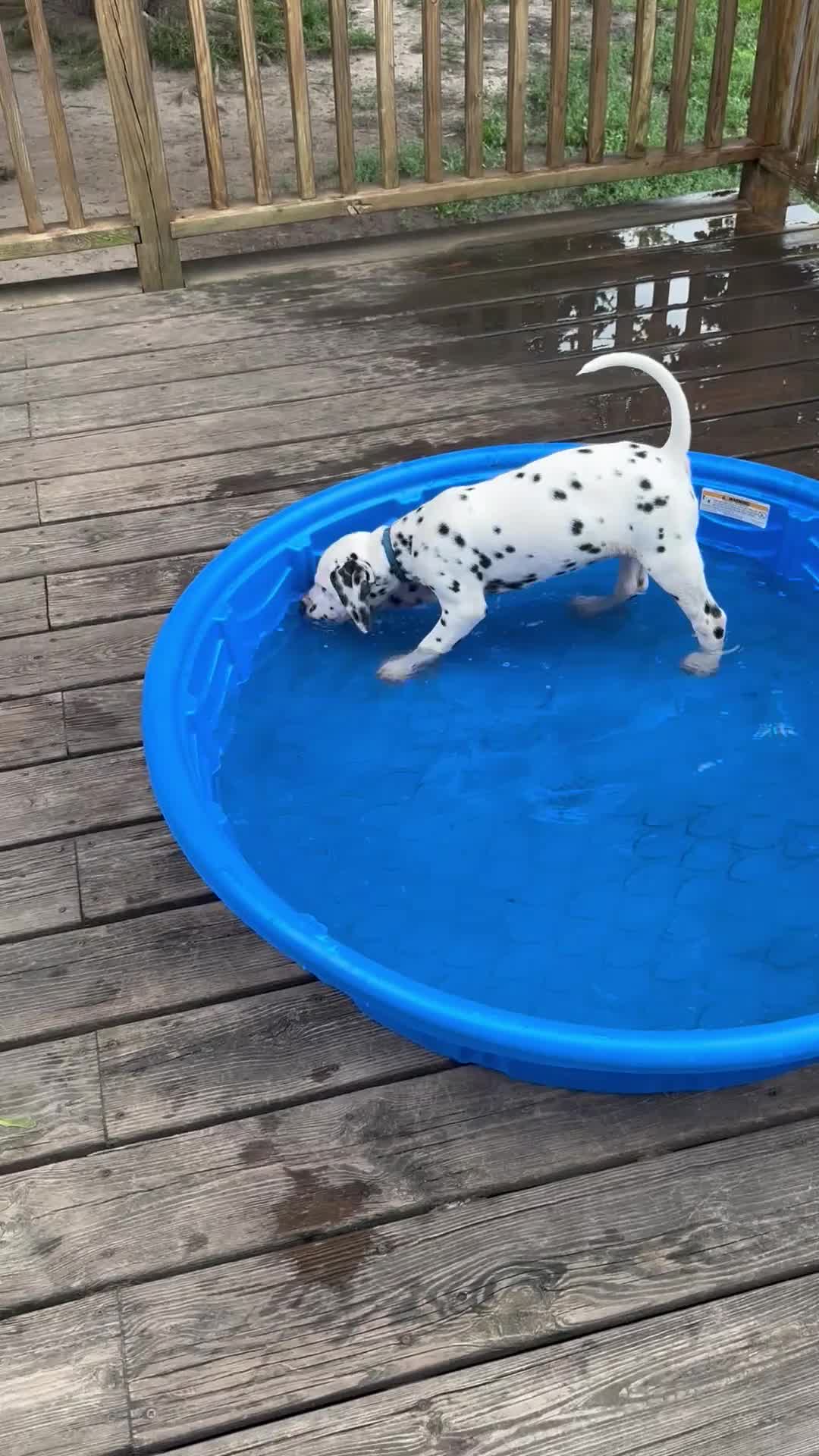 Dalmatian dogs for sale: Dalmatian 6 - Video 1