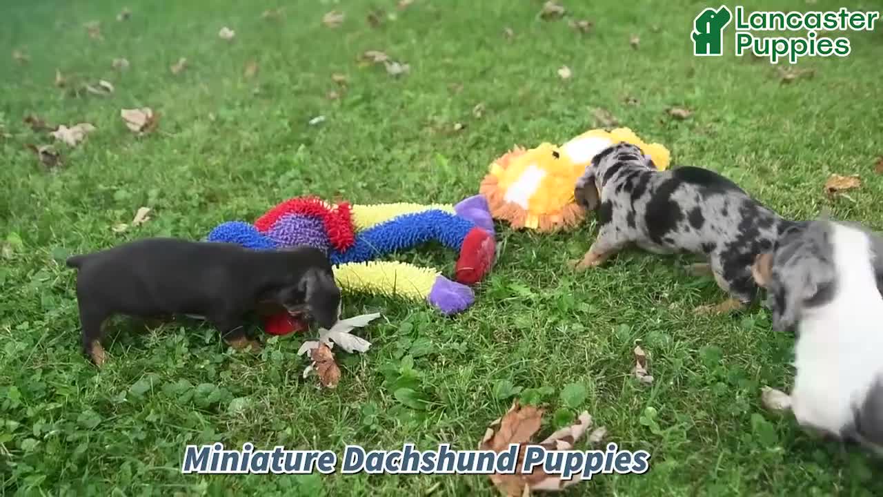 Miniature Dachshund dogs for sale: Ferris - Video 1