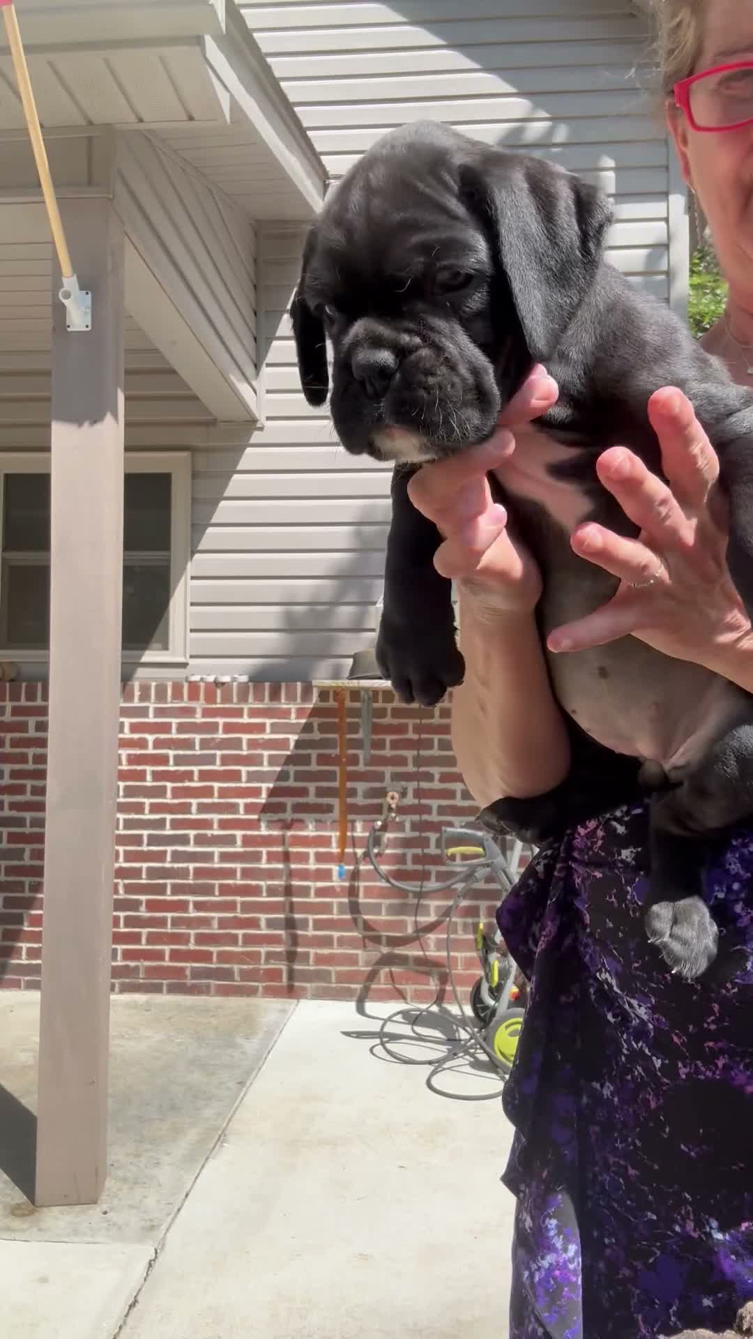 Boxer dogs for sale: Rio AKC Euro - Video 2