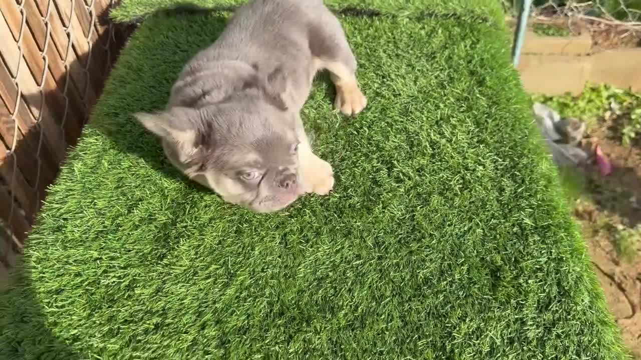 French Bulldog dogs for sale: Rocky - Rare Lilac Tan Visual Fluffy French Bulldog – Green Eyes 💎 - Video 1