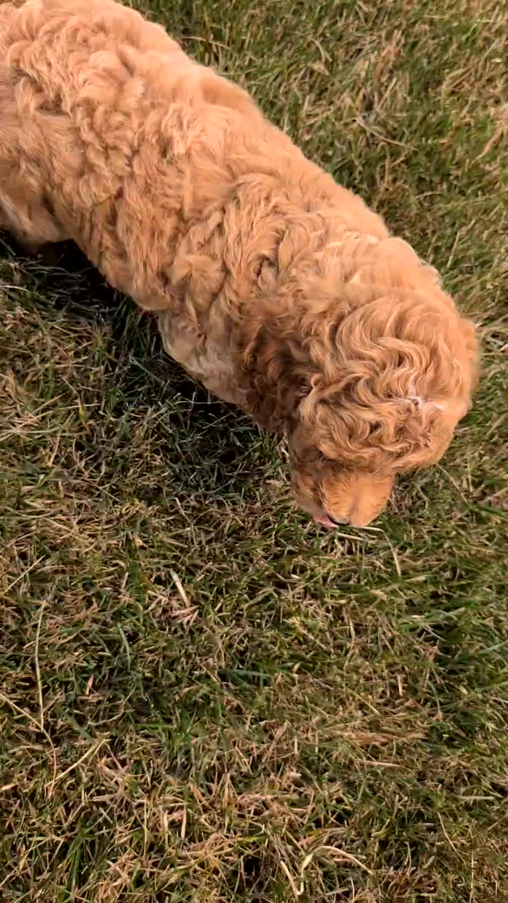 Miniature Poodle dogs for sale: Sparky - Video 1