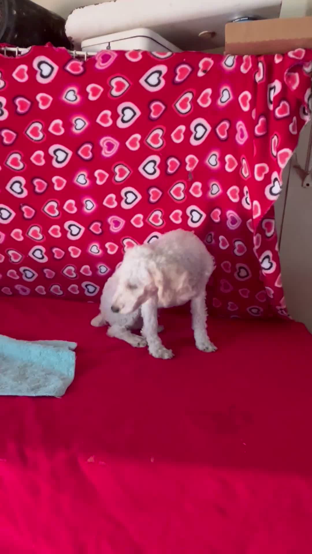 Toy Poodle dogs for sale: Milton - Video 1