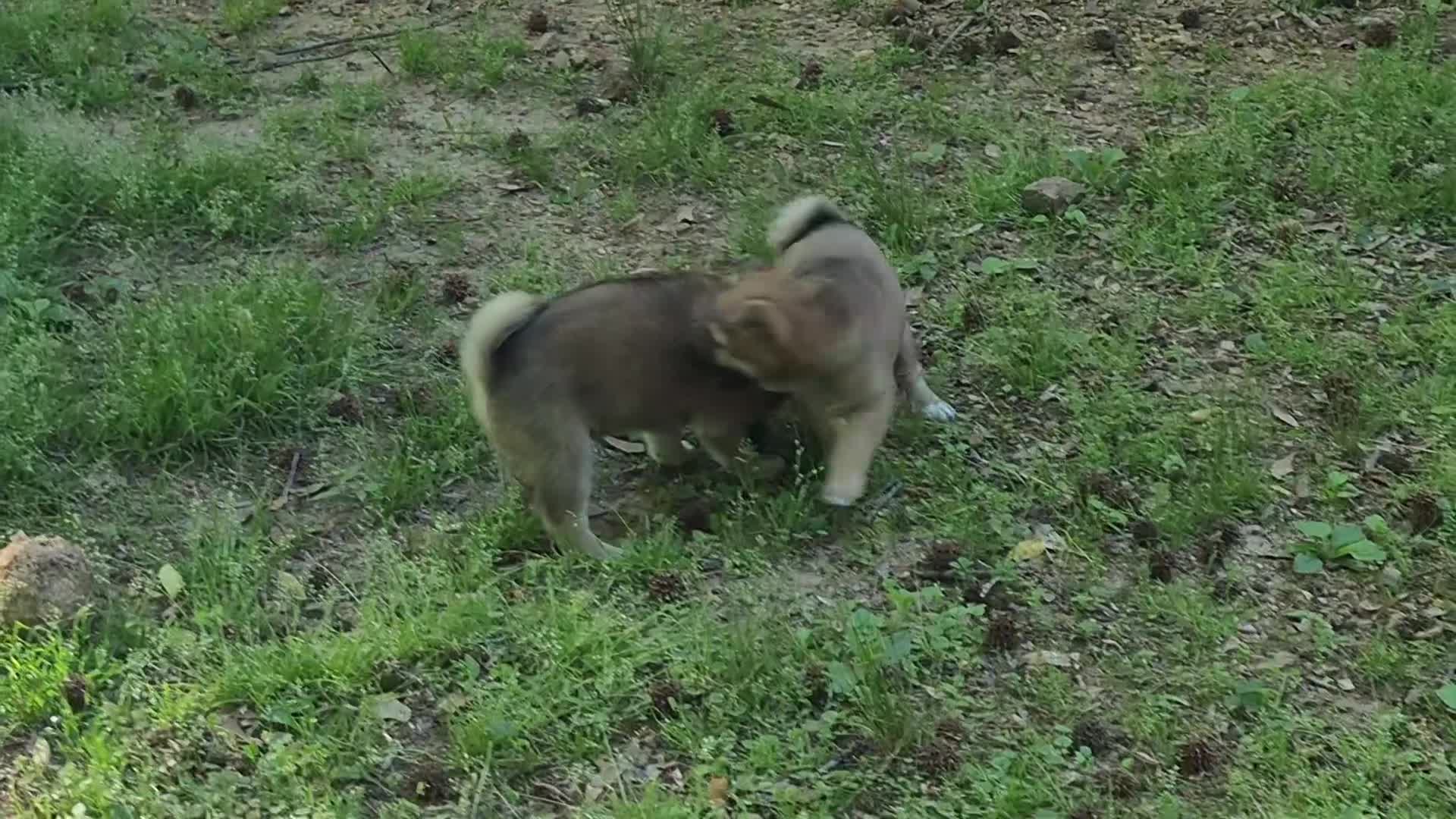 Shiba Inu dogs for sale: Shiba Inu Puppy 1 - Video 1