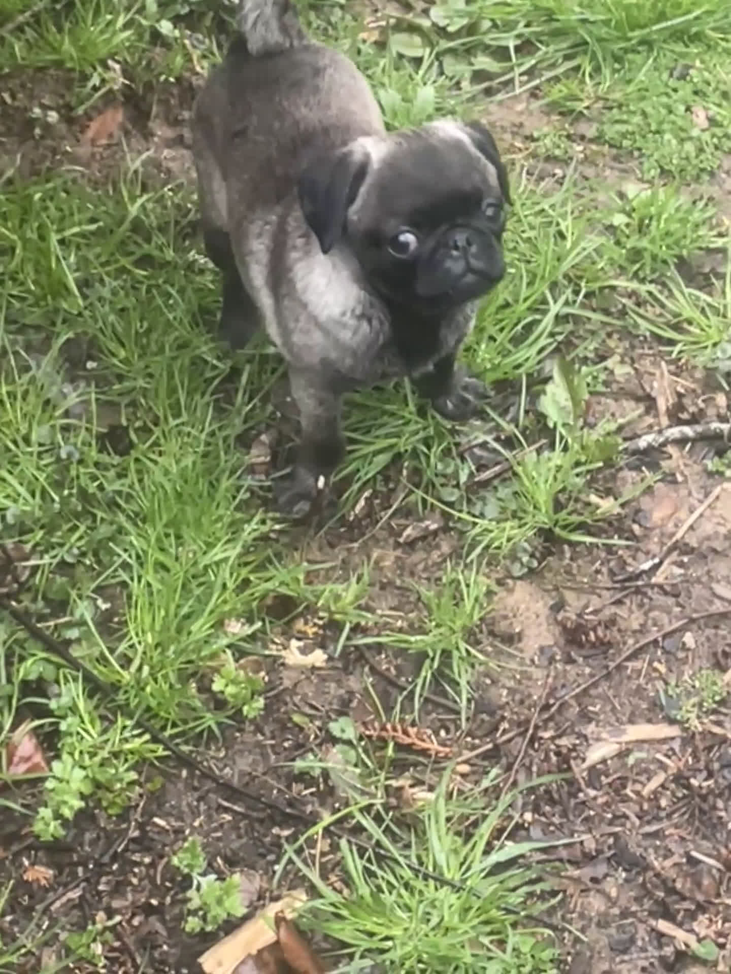 Pug dogs for sale: Peanut  - Video 1