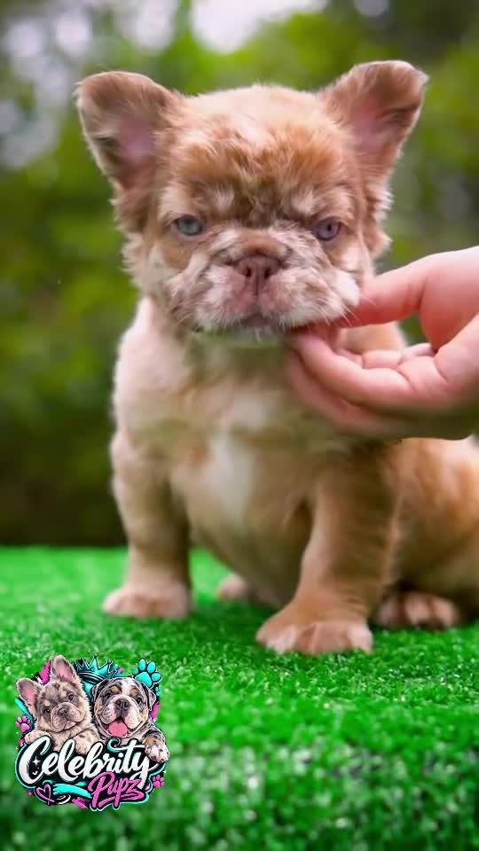 French Bulldog dogs for sale:  “CINDERELLA” LUXURY Rojo Merle Fluffy in LA- US Delivery & Financing!  - Video 1