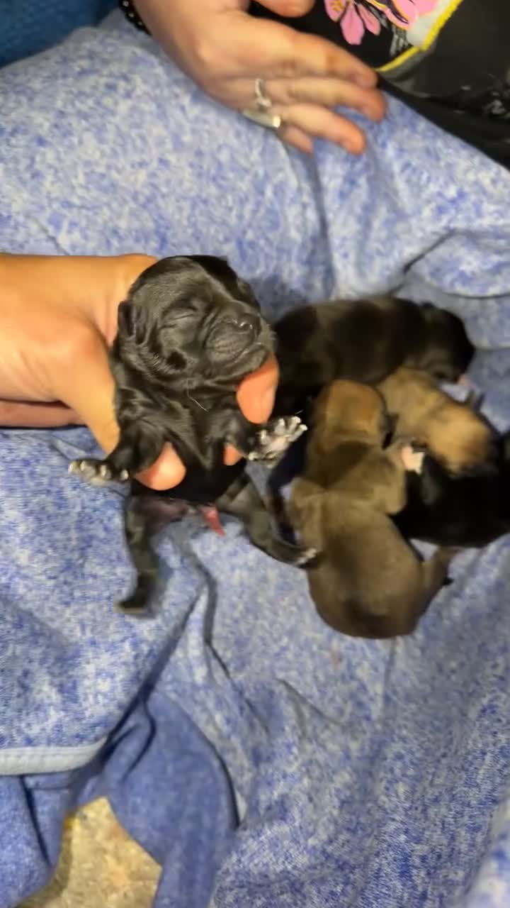 Mixed Breed dogs for sale: Chug 3 - Video 1