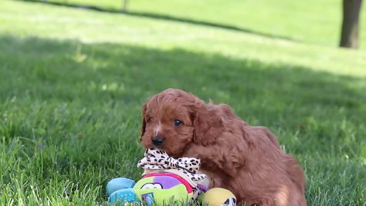 Cavapoo dogs for sale: Alison - Video 2