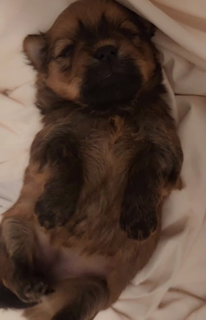 Mixed Breed dogs for sale: Yorkie, Pomeranian, Yoranian, Porkie - Video 5