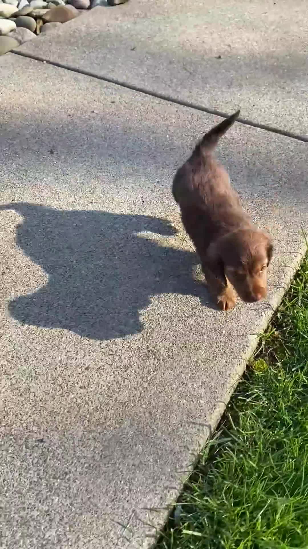 Miniature Dachshund dogs for sale: Diesel - Video 1