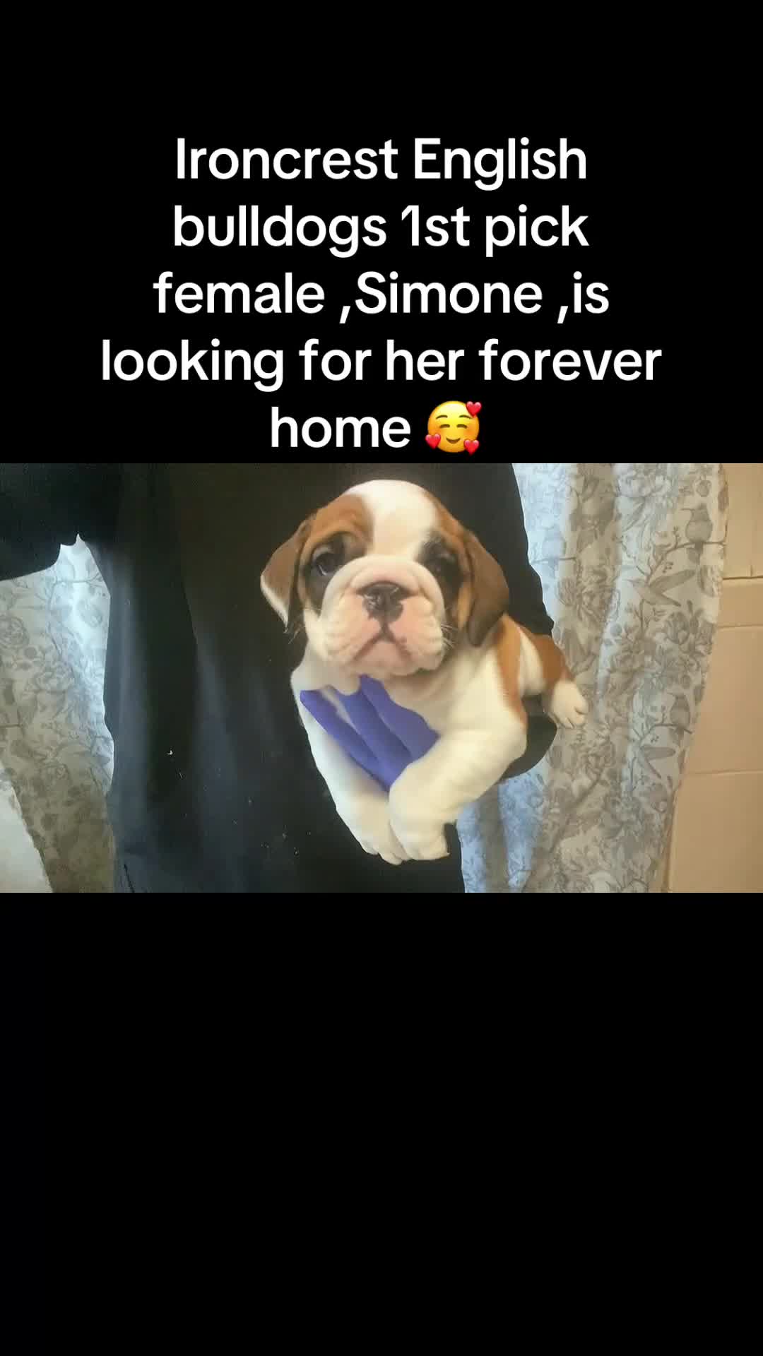 English Bulldog dogs for sale: English Bulldog Puppy 2 - Video 1