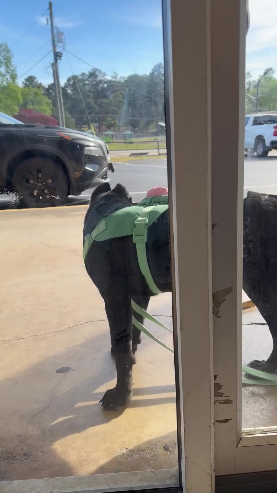 Cane Corso dogs for sale: Cane Corso Puppy 1 - Video 1