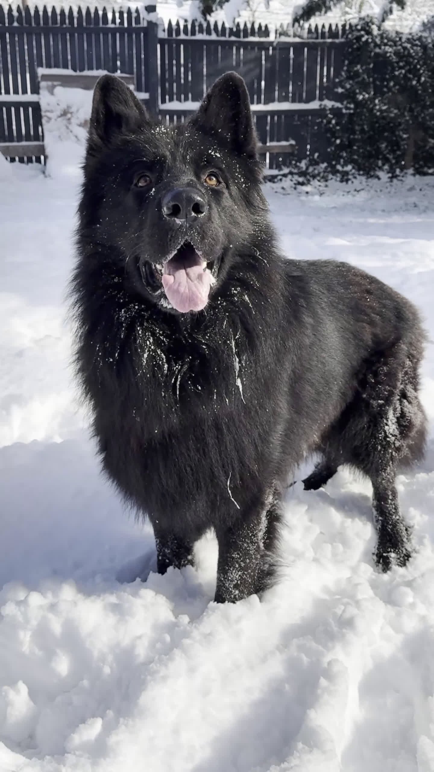 German Shepherd dogs for sale: Draco - Video 2