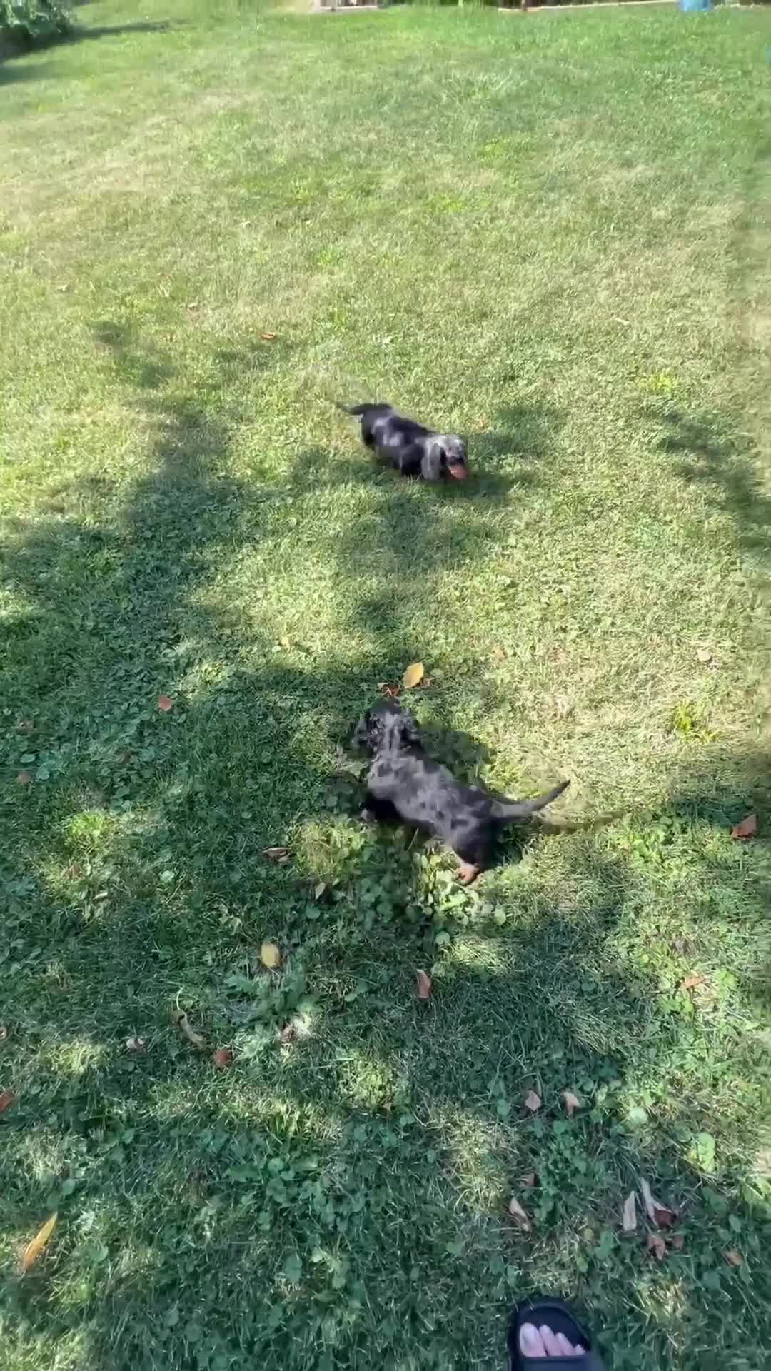 Dachshund dogs for sale: Scotty - Video 2