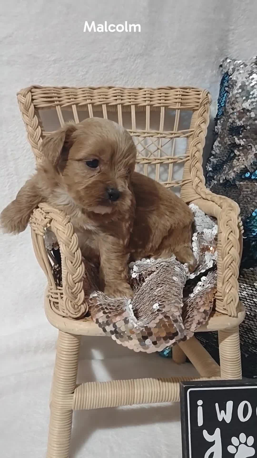 Shihpoo dogs for sale: Shihpoo Puppy 5 Malcolm  - Video 1