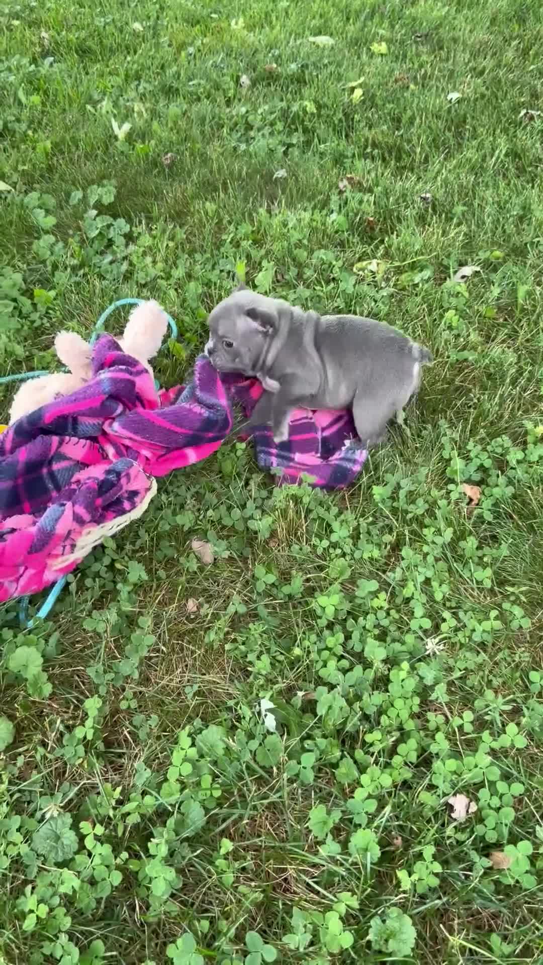 French Bulldog dogs for sale: Star - Video 1