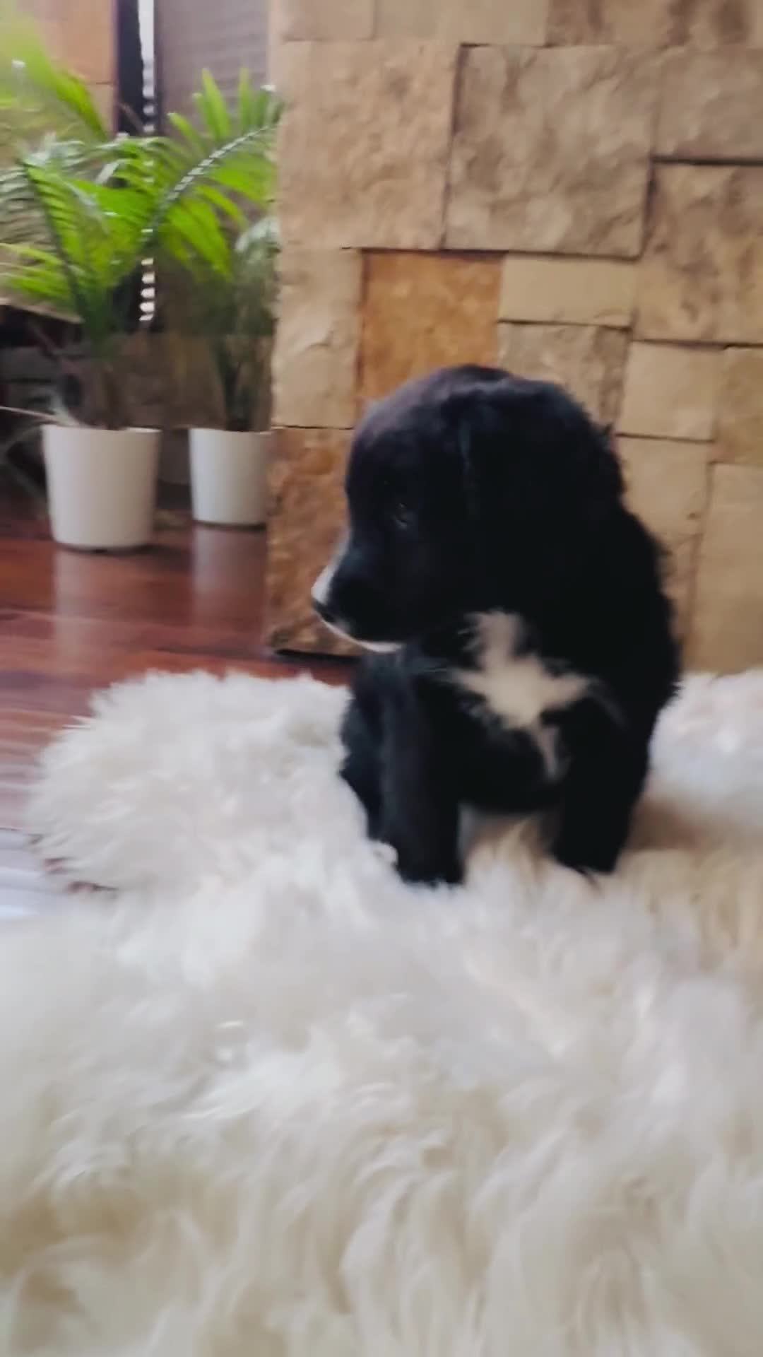 Mixed Breed dogs for sale: Bella - Video 1