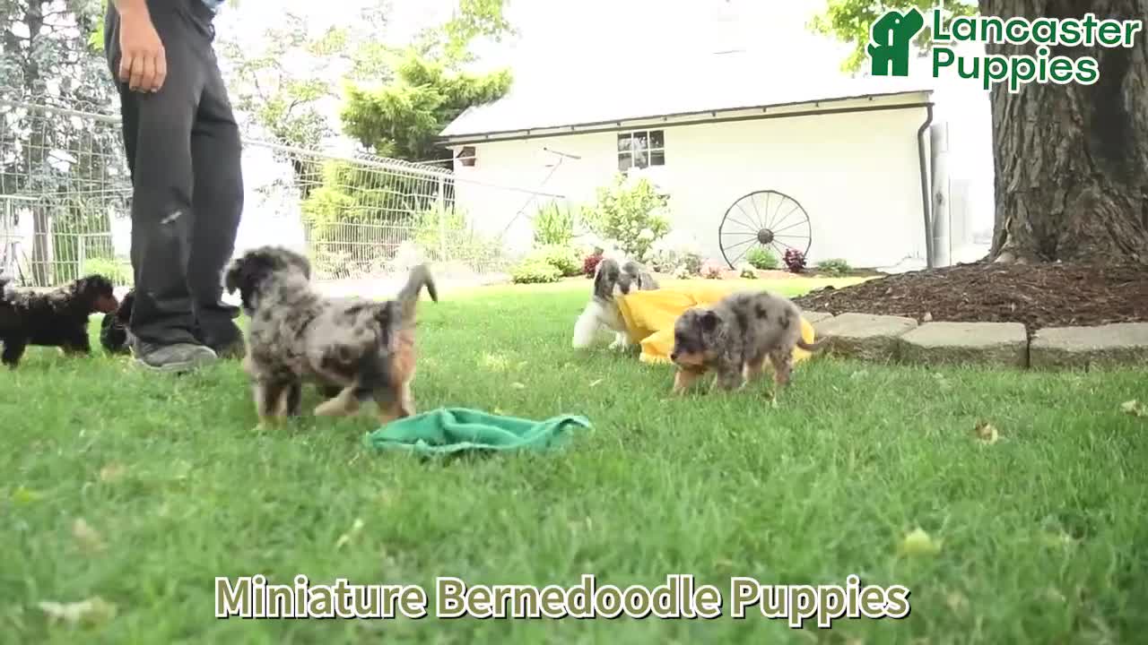 Mini Bernedoodle dogs for sale: Charlotte - Video 1