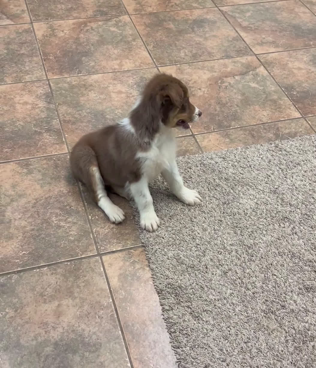 Australian Shepherd dogs for sale: Millie - Video 1