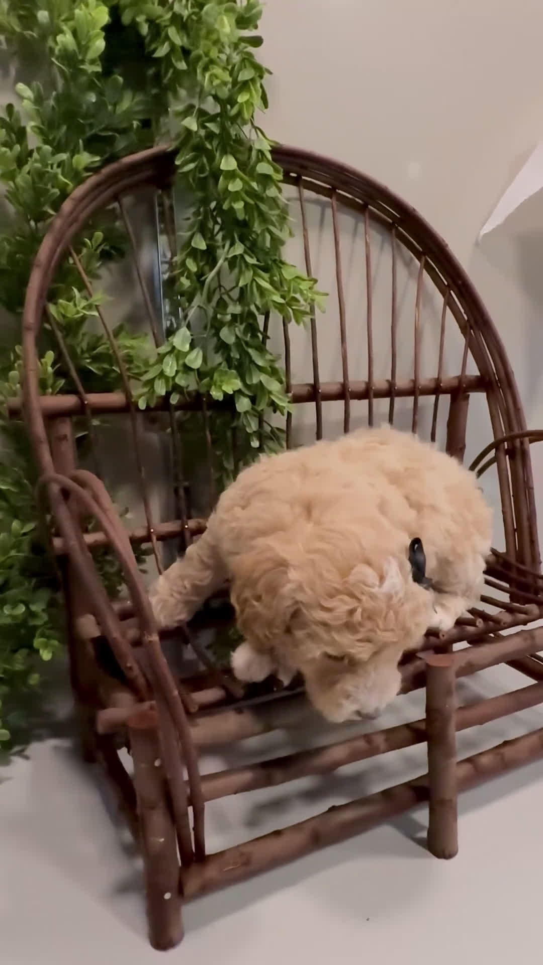 Mini Goldendoodle dogs for sale: Ozzy - Video 2