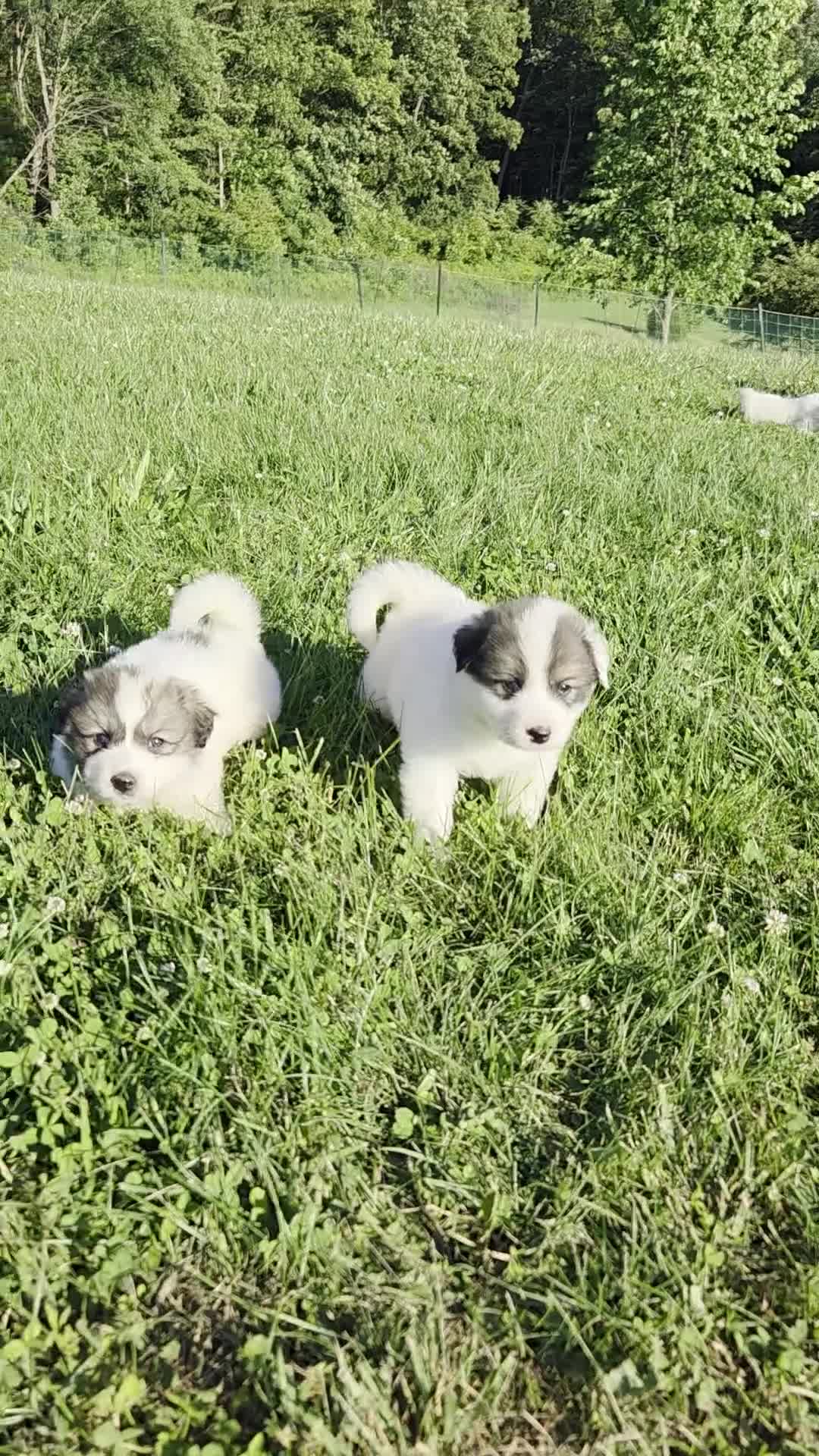 Great Pyrenees dogs for sale: Thomas - Video 1