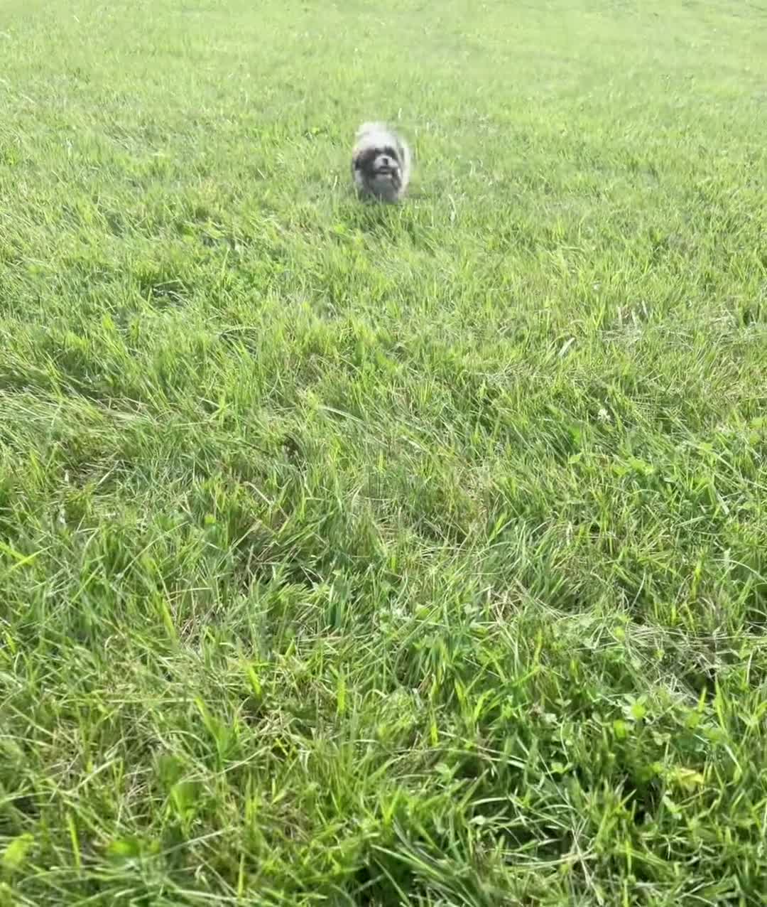 Shih Tzu dogs for sale: Giggles - Video 1