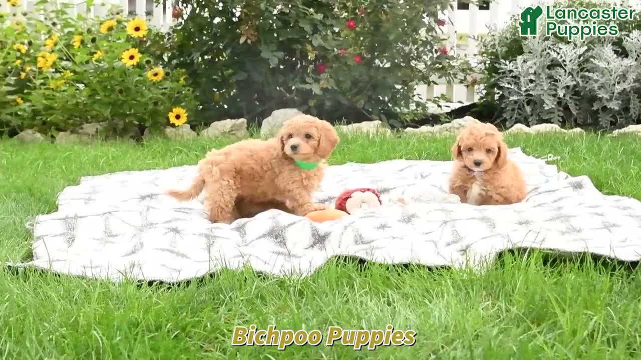 Bichpoo dogs for sale: Axel - Video 1