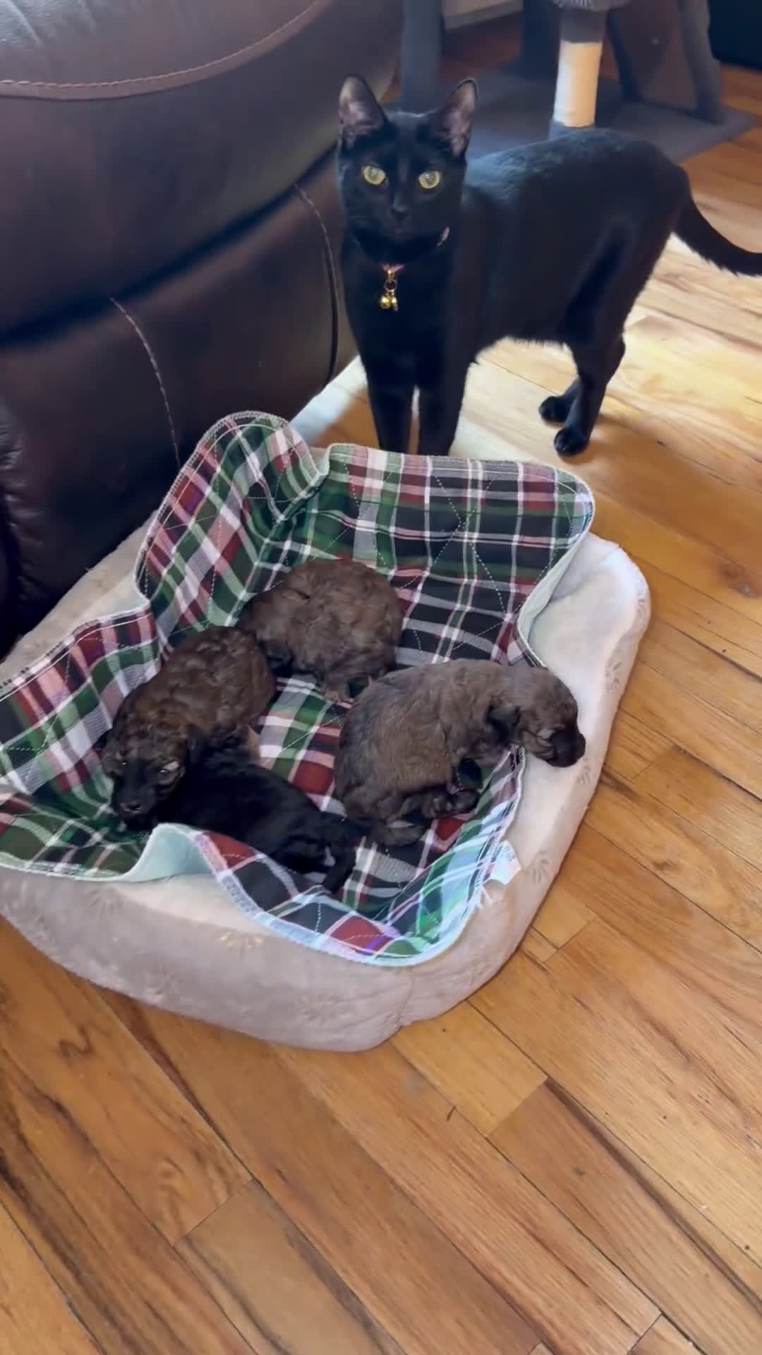 Toy Poodle dogs for sale: Italy  - Video 2