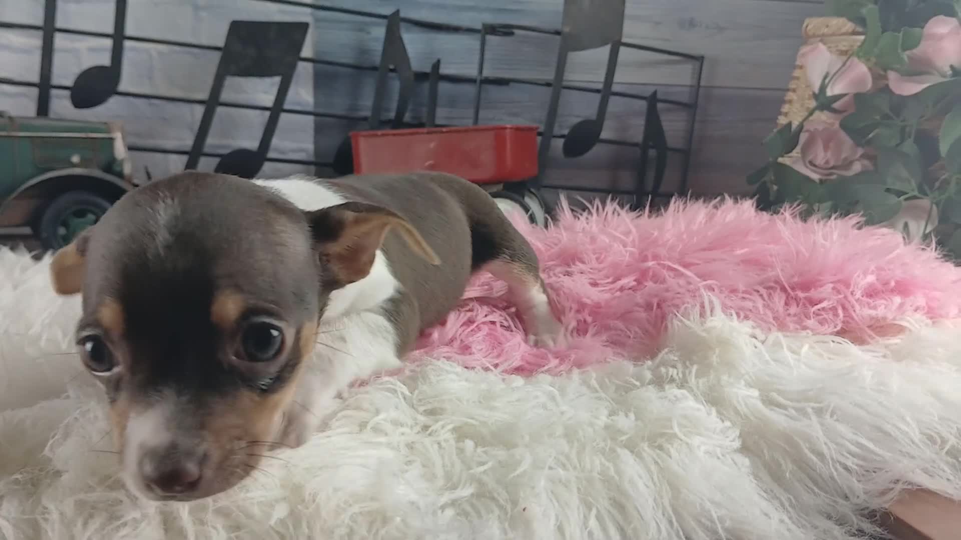 Chihuahua dogs for sale: Chocolate teacup Chihuahua girl. Hand delivery - Video 1