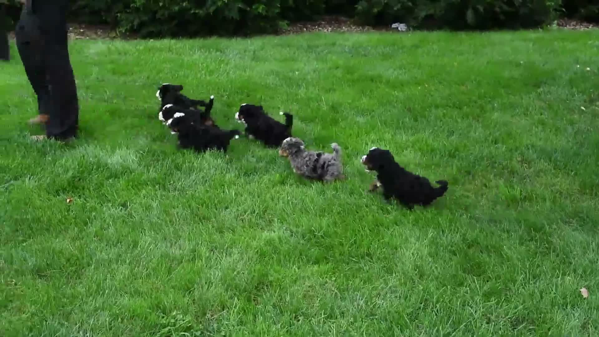 Mini Bernedoodle dogs for sale: Andrew - Video 1