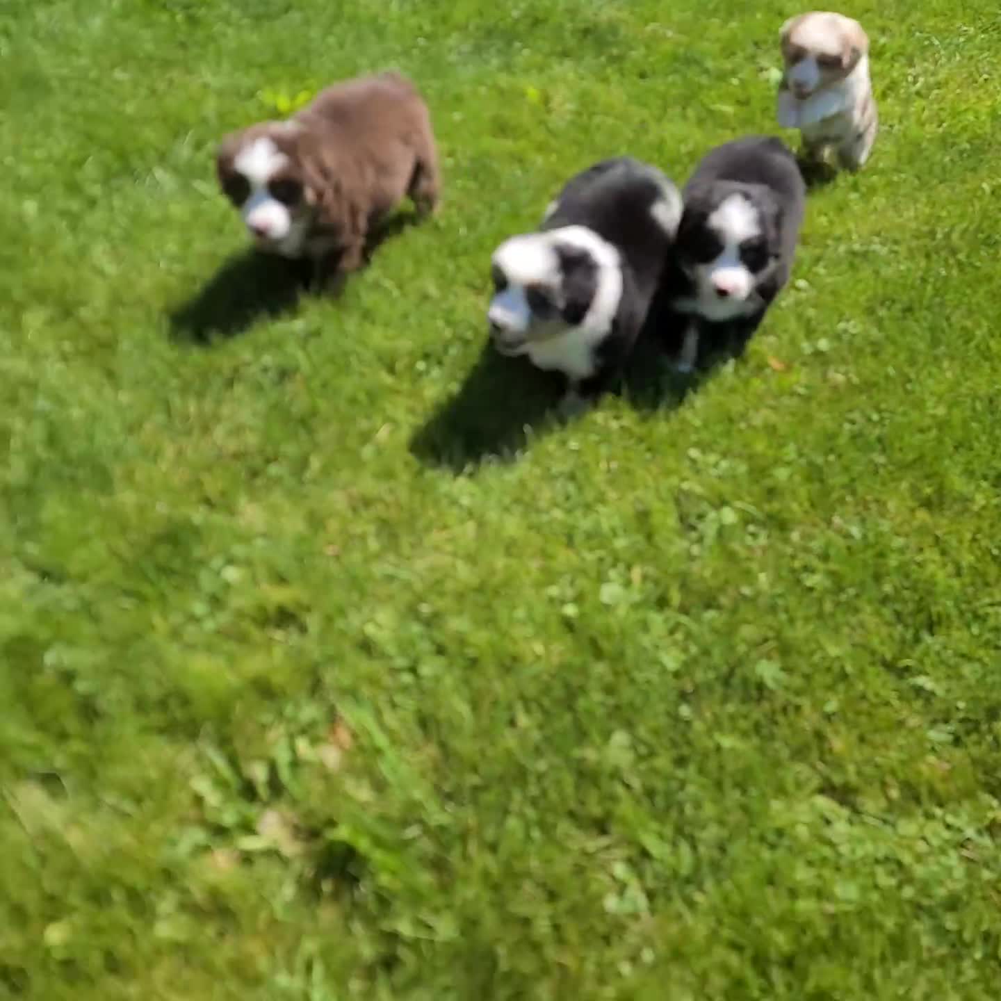 Miniature Australian Shepherd dogs for sale: Champ - Video 1