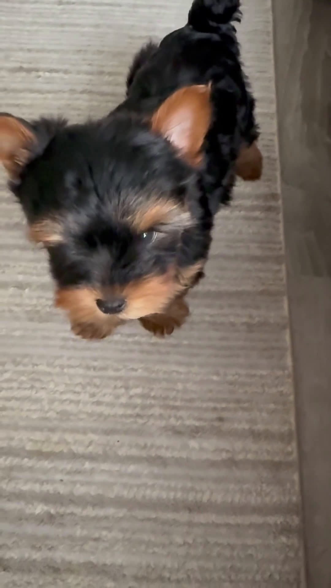Yorkshire Terrier dogs for sale: Yorkshire Terrier Puppy 1 - Video 1