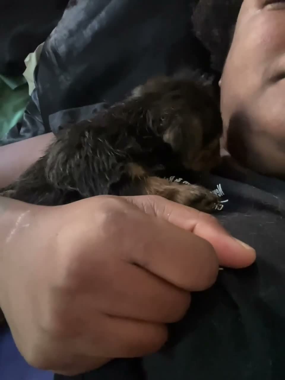 Mixed Breed dogs for sale: Autumn - Video 1