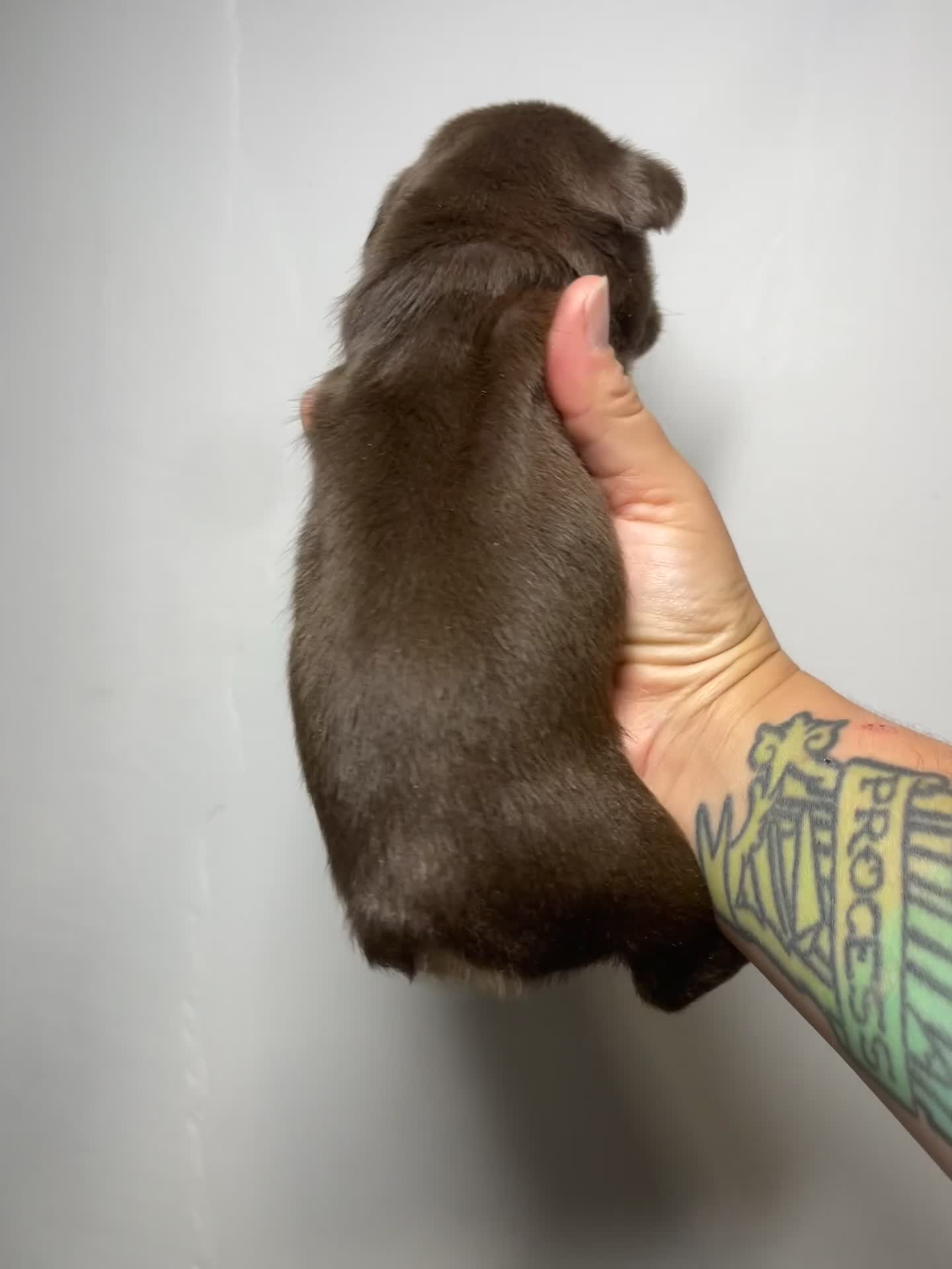 French Bulldog dogs for sale: Cloud - Video 1