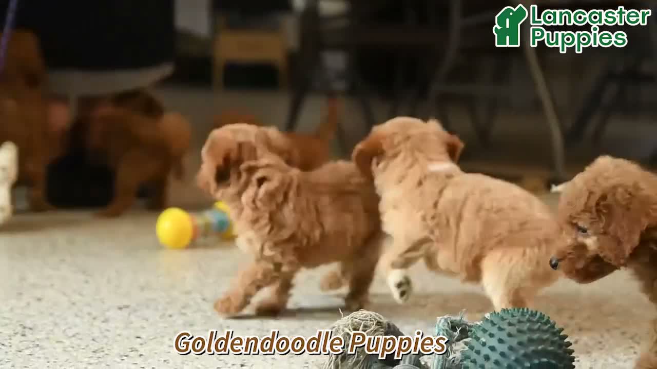 Goldendoodle dogs for sale: Jodi - Video 1
