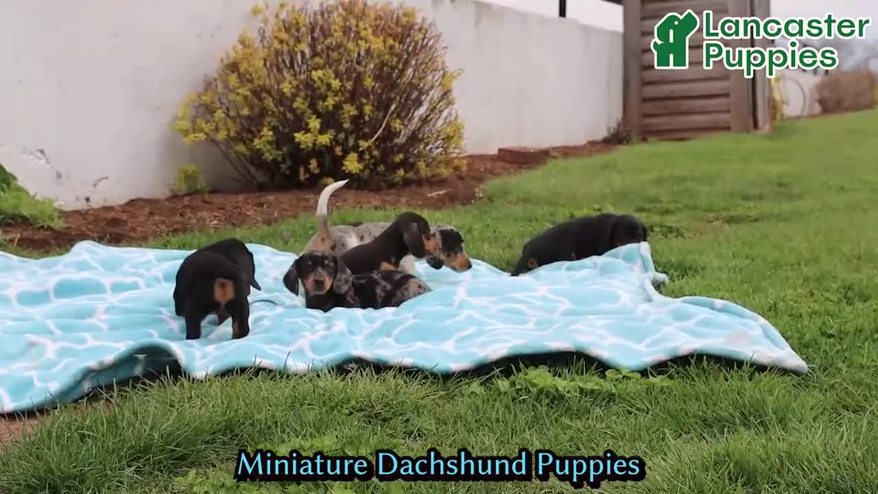 Miniature Dachshund dogs for sale: Lucas - Video 1