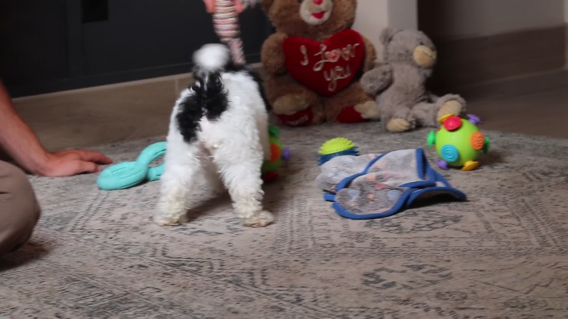Mixed Breed dogs for sale: Paisley  - Video 1