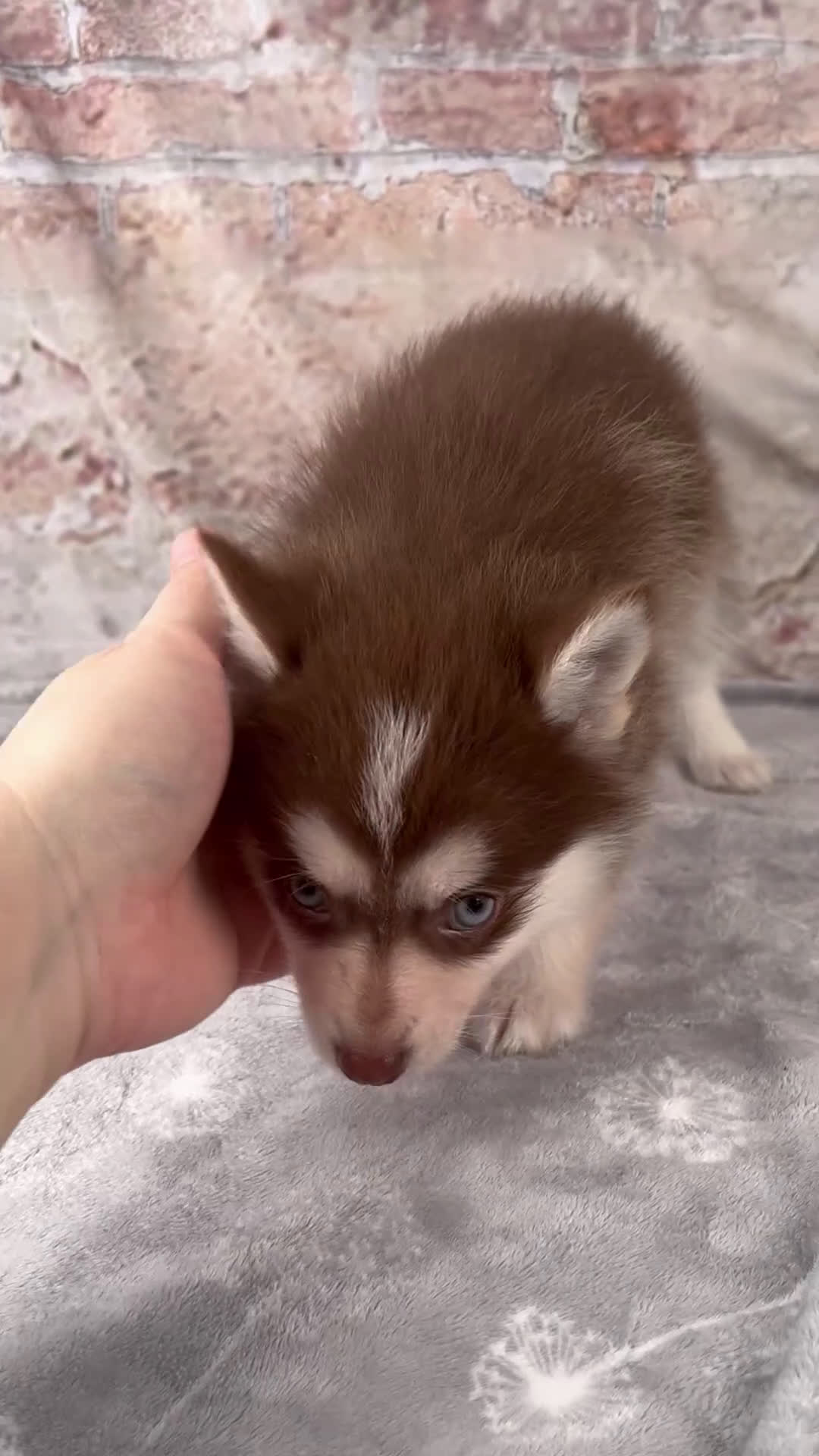 Pomsky dogs for sale: Grant - Video 1