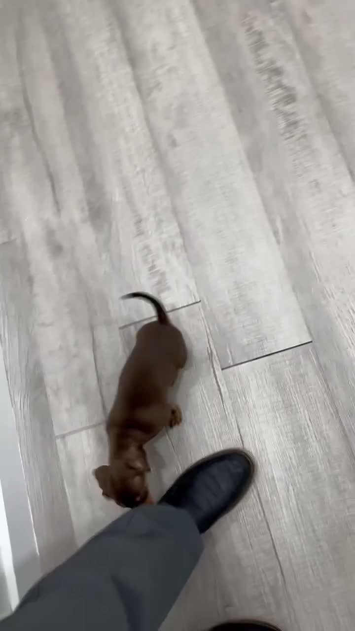 Miniature Dachshund dogs for sale: Holly - Video 1