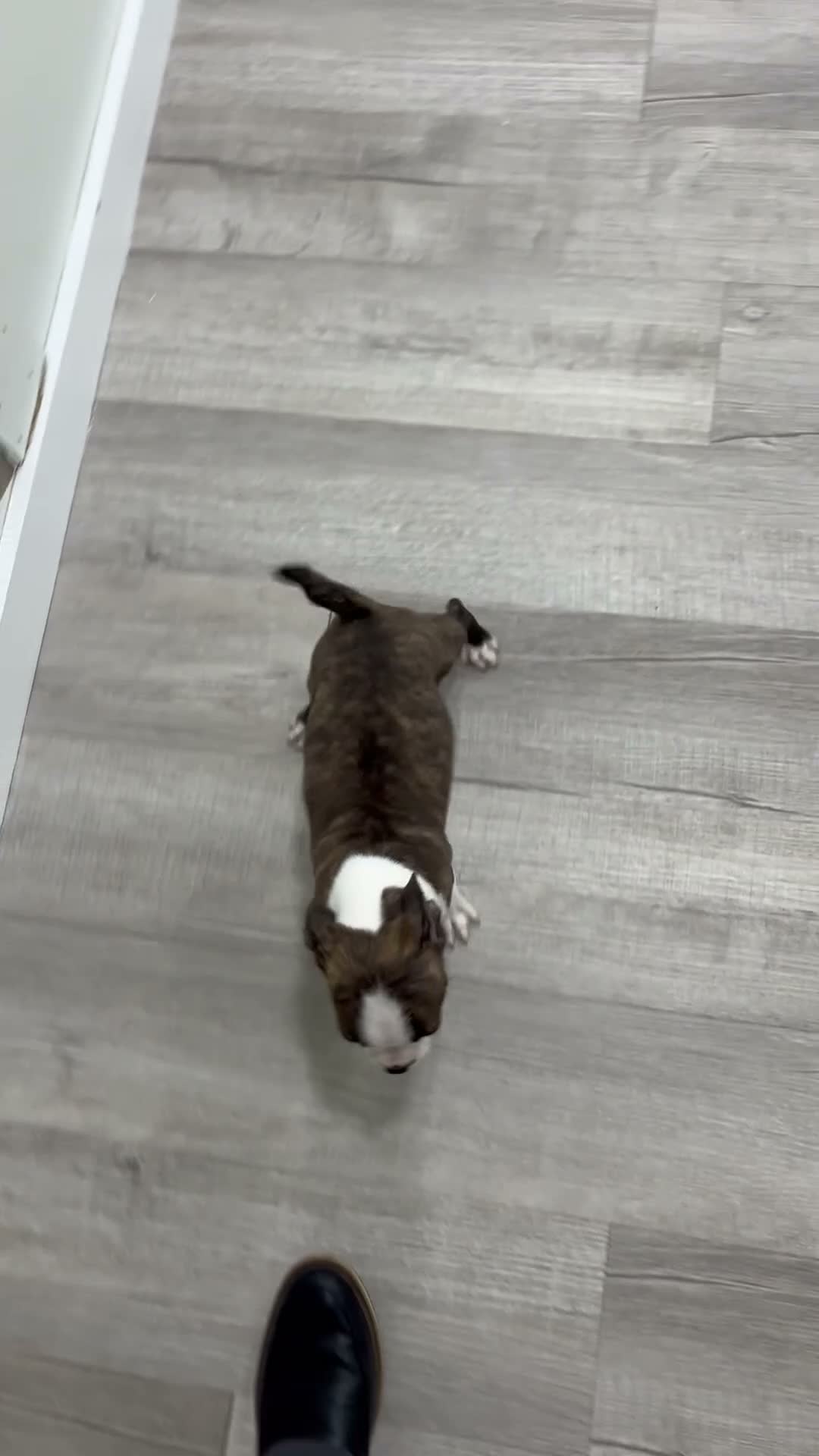 Boston Terrier dogs for sale: Milo - Video 1
