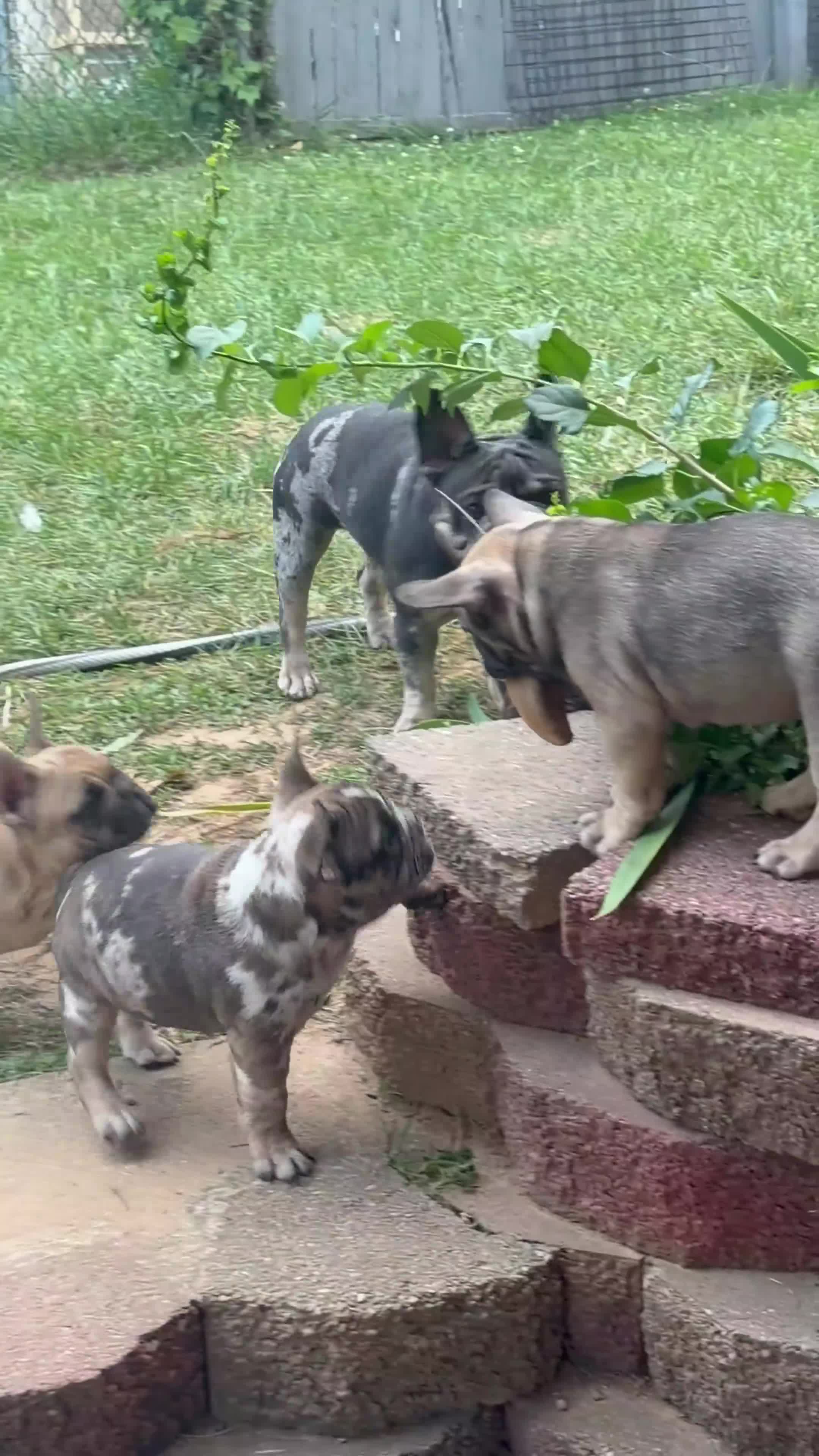 French Bulldog dogs for sale: French Bulldog 2 - Video 3