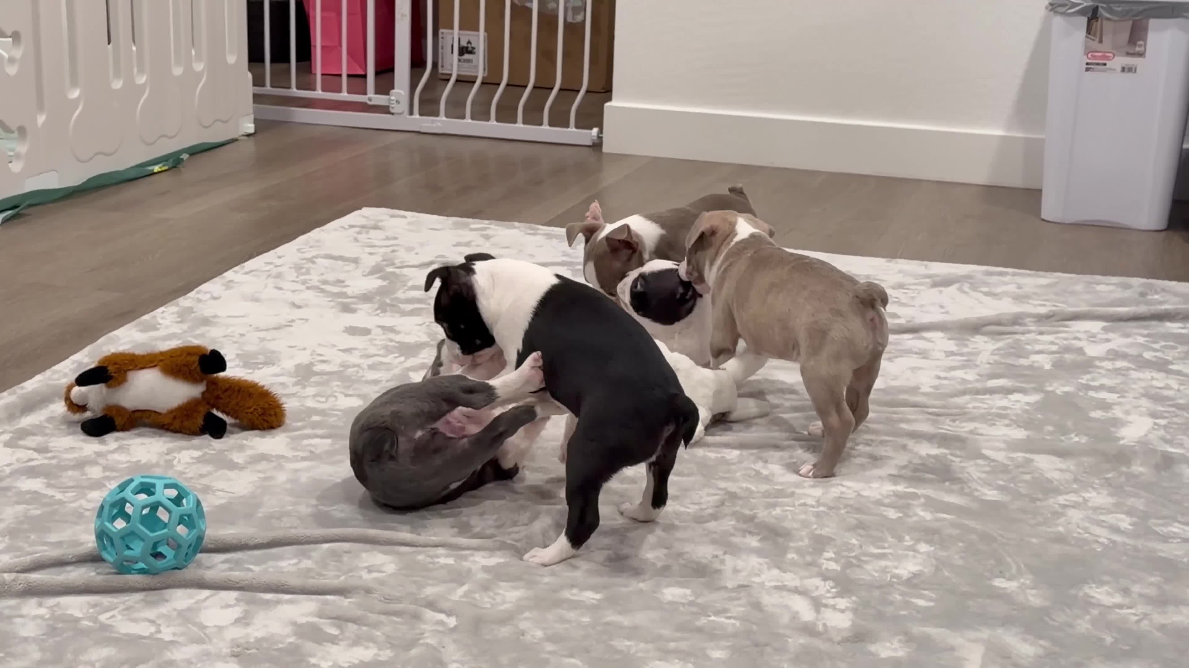 Boston Terrier dogs for sale: Canelo  - Video 1
