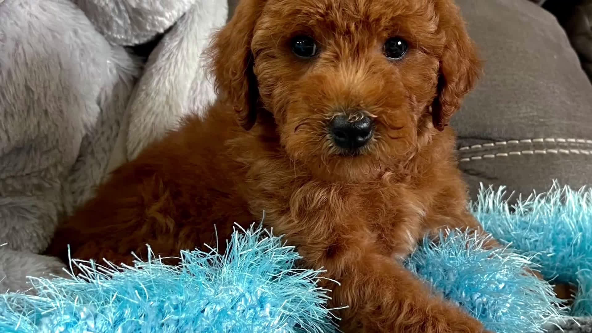 Mini Goldendoodle dogs for sale: Remy (Micro Mini Boy) - Video 1