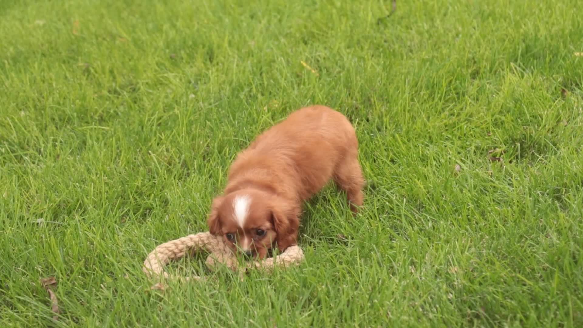 Cavalier King Charles Spaniel dogs for sale: Freddy Cavalier King Charles Spaniel  - Video 1