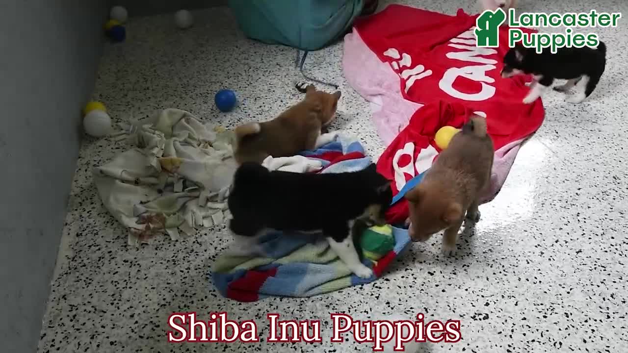 Shiba Inu dogs for sale: Lela - Video 1