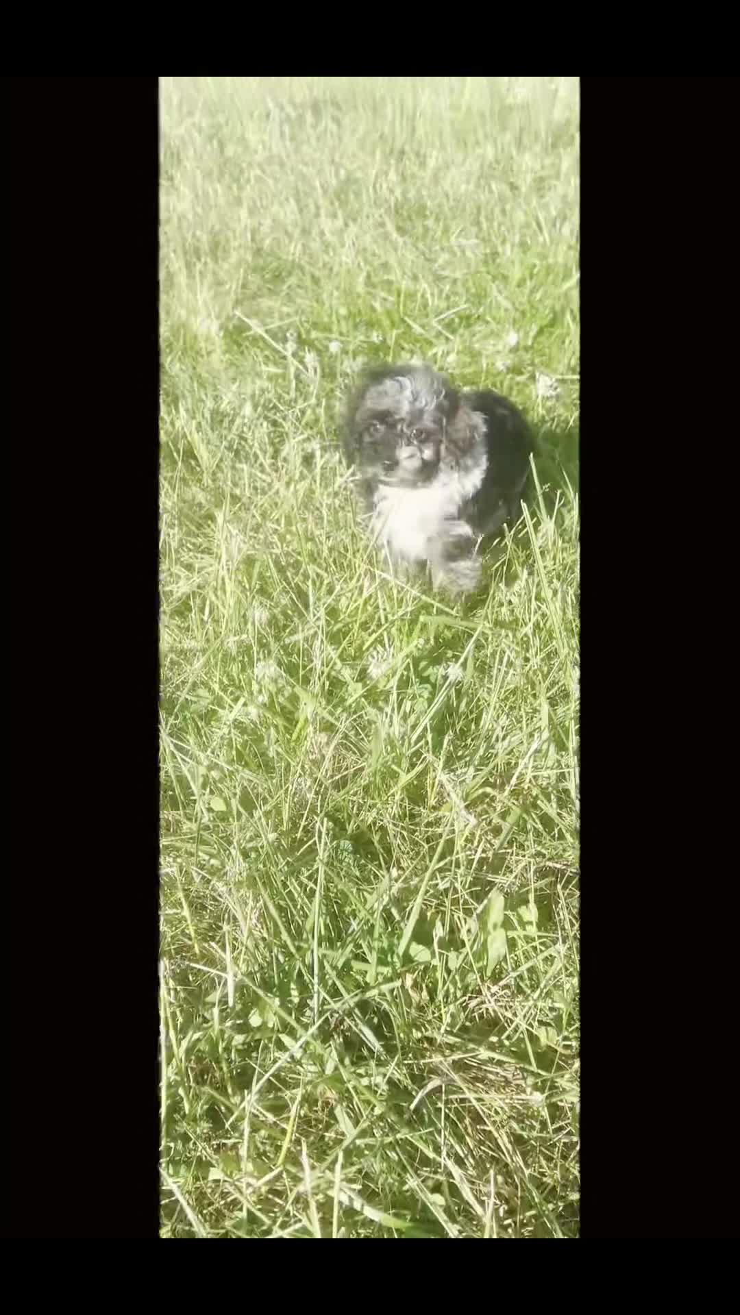 Toy Poodle dogs for sale: River AKC - Video 1